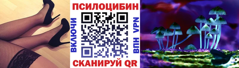 Купить где  Стародуб  Галлюциногенные грибы Psilocybine cubensis 